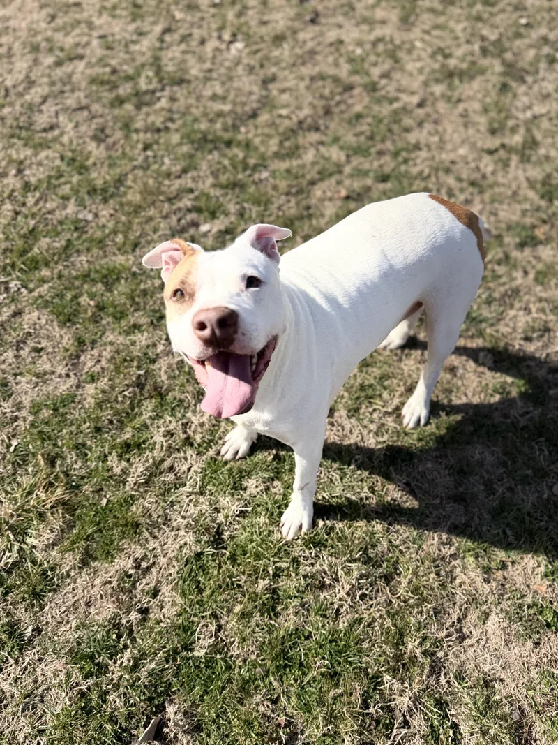 Funnel Cake thumbnail 5