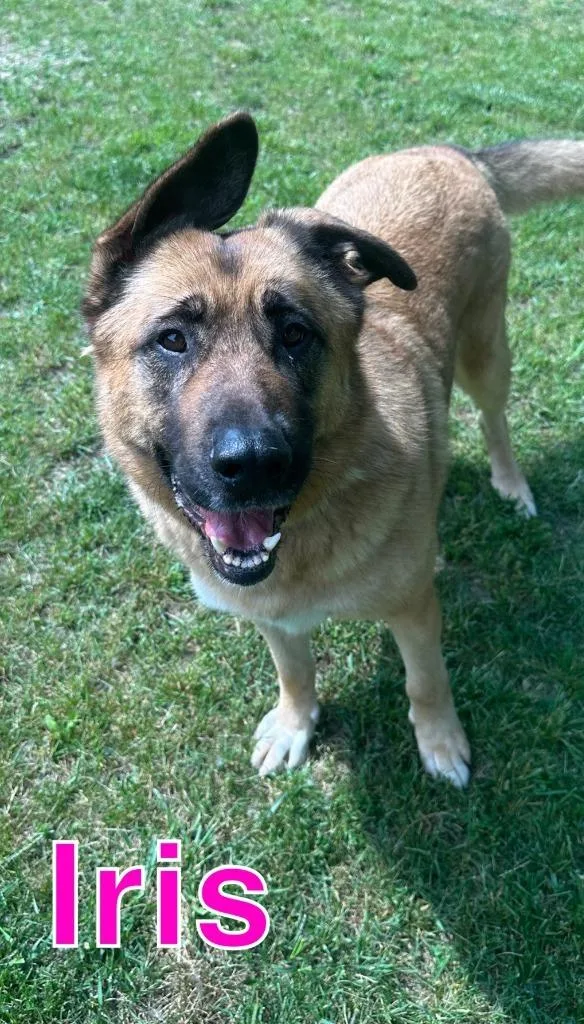 An adult extra large-sized female Shepherd dog named Iris for adoption in Hastings, MI