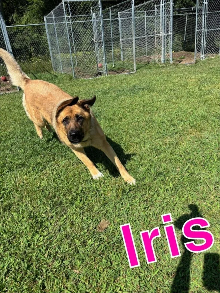 Iris thumbnail 4