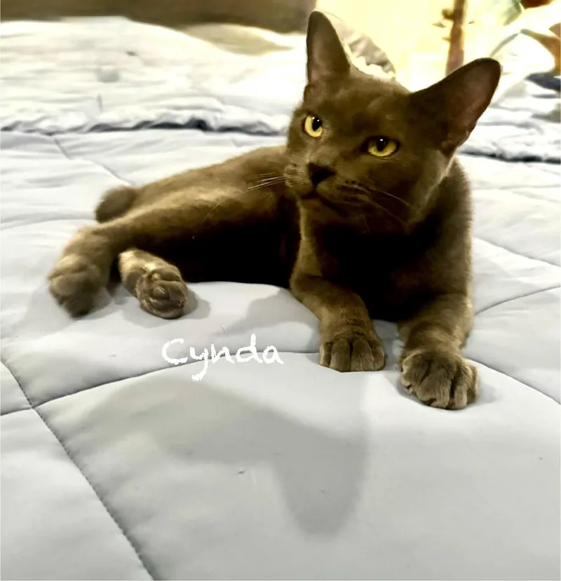 A young medium-sized female Gray / Blue / Silver American Bobtail cat named Cynda for adoption in Mission Viejo, CA