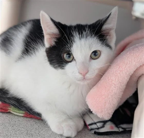 A baby small-sized female Domestic Short Hair cat named Sriracha for adoption in Canfield, OH