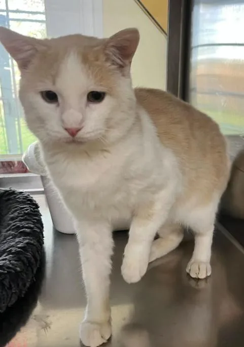 An adult medium-sized male Buff & White Domestic Short Hair cat named King for adoption in Minneapolis, MN