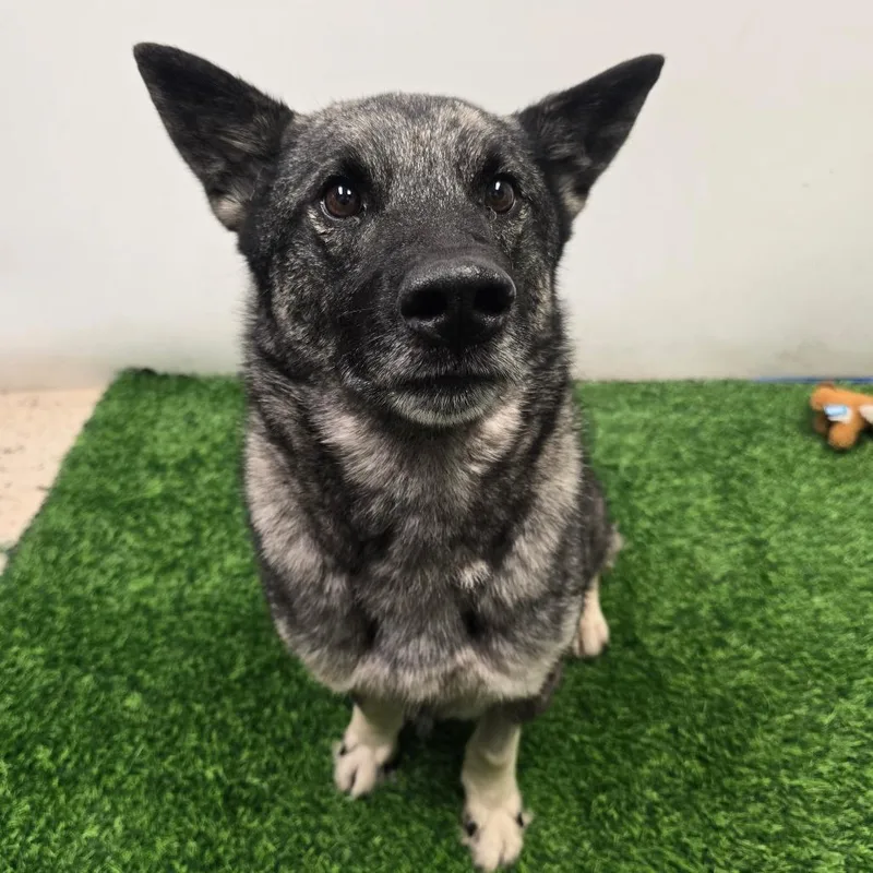 An adult medium-sized male Sable Mixed Breed dog named Copy for adoption in Columbia, MO