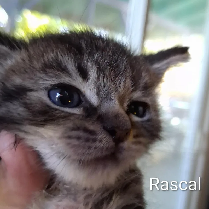 Rascal