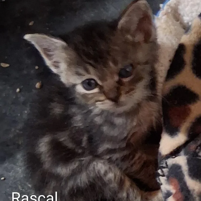 Rascal thumbnail 3
