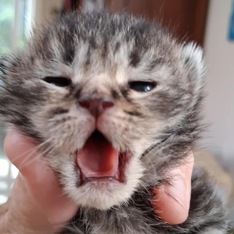 Rascal thumbnail 4