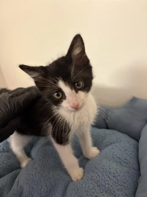 A baby small-sized male Domestic Medium Hair cat named Julius Catheo for adoption in Sugar Land, TX