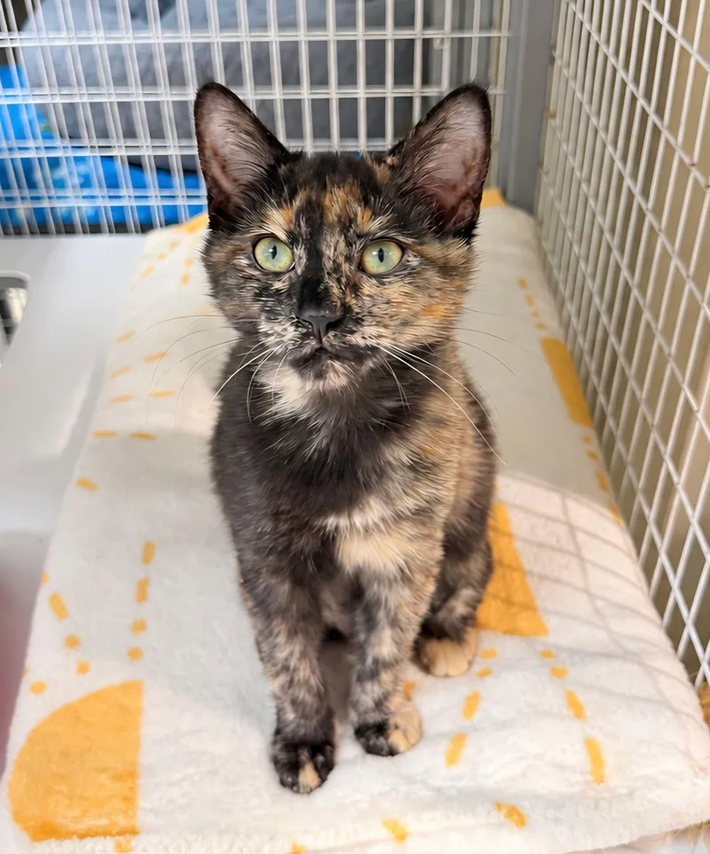 A young medium-sized female Tortoiseshell Domestic Short Hair cat named Sunflower for adoption in Lodi, CA