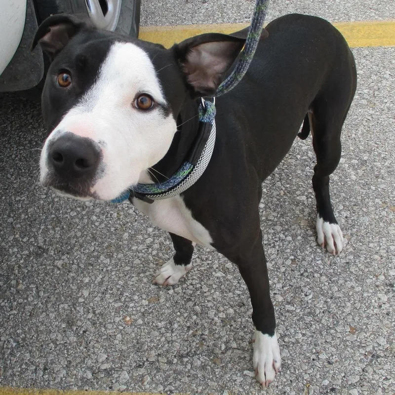 An adult medium-sized male Black Pit Bull Terrier dog named Tuxedo for adoption in Emporia, KS