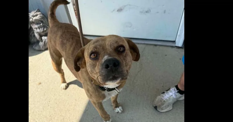 An adult medium-sized female Brindle Mixed Breed dog named Deluna for adoption in Evansville, IN