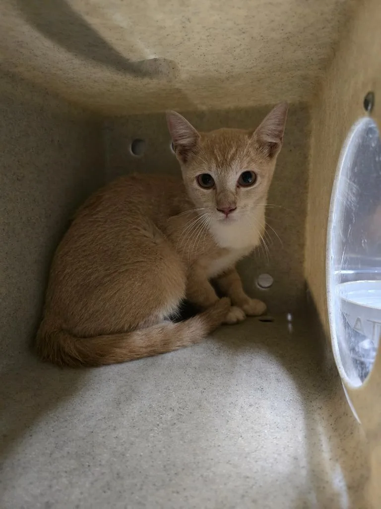 A baby small-sized female Domestic Short Hair cat named Fifi for adoption in Maumelle, AR