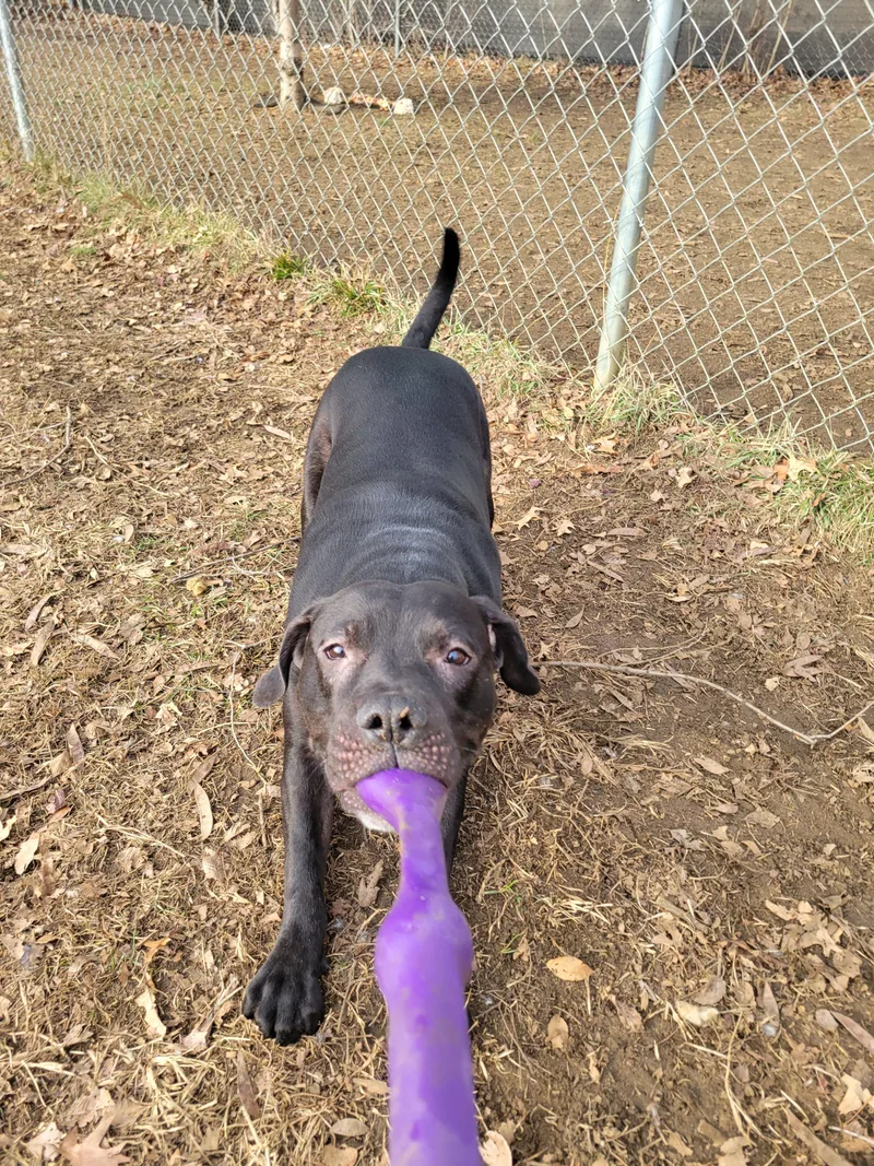 Mud Flap thumbnail 2