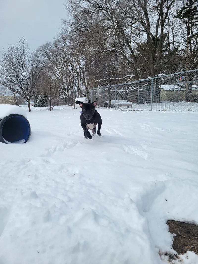 Mud Flap thumbnail 3