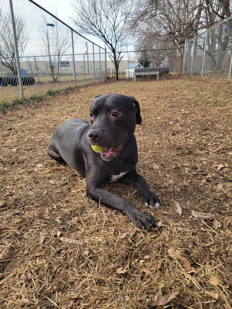 Mud Flap thumbnail 4