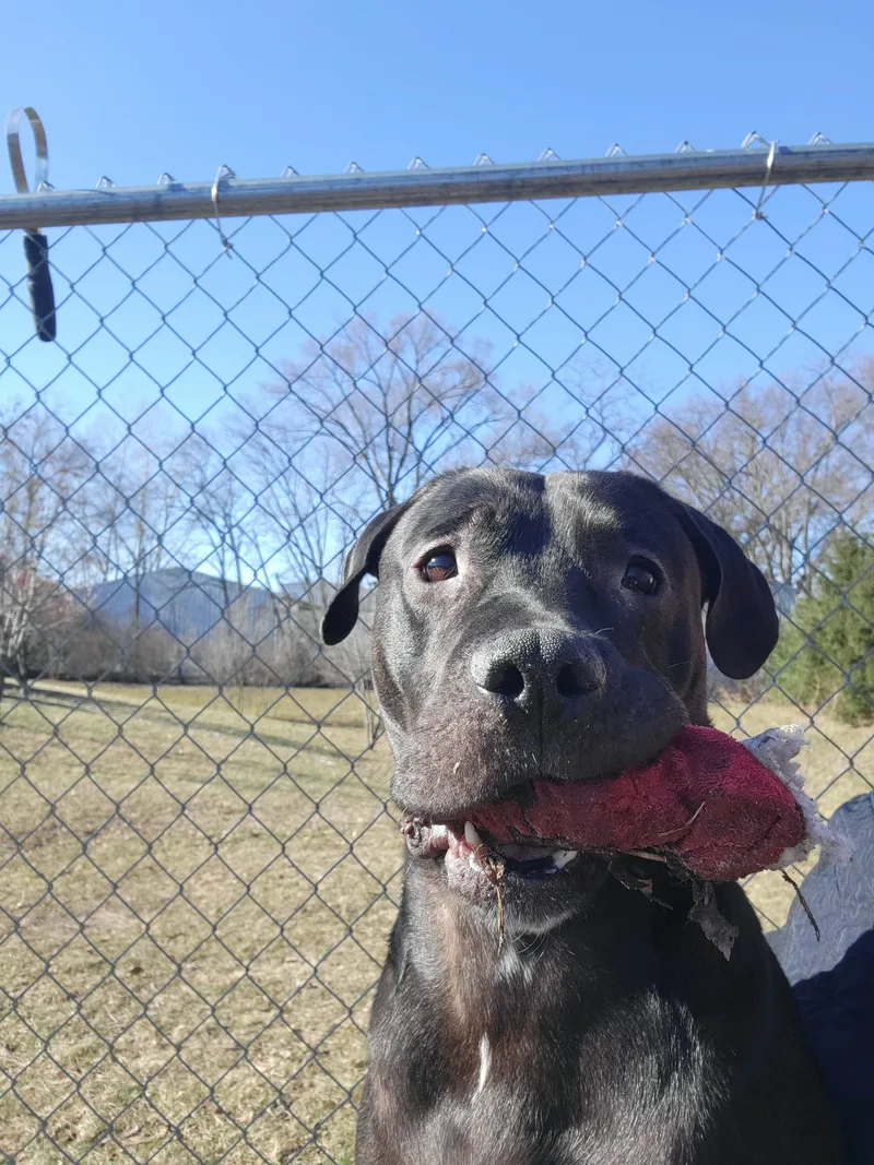 Mud Flap thumbnail 5