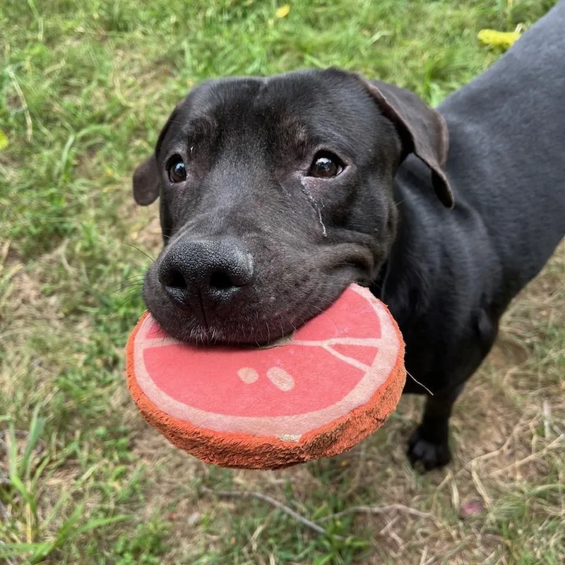 Mud Flap thumbnail 6