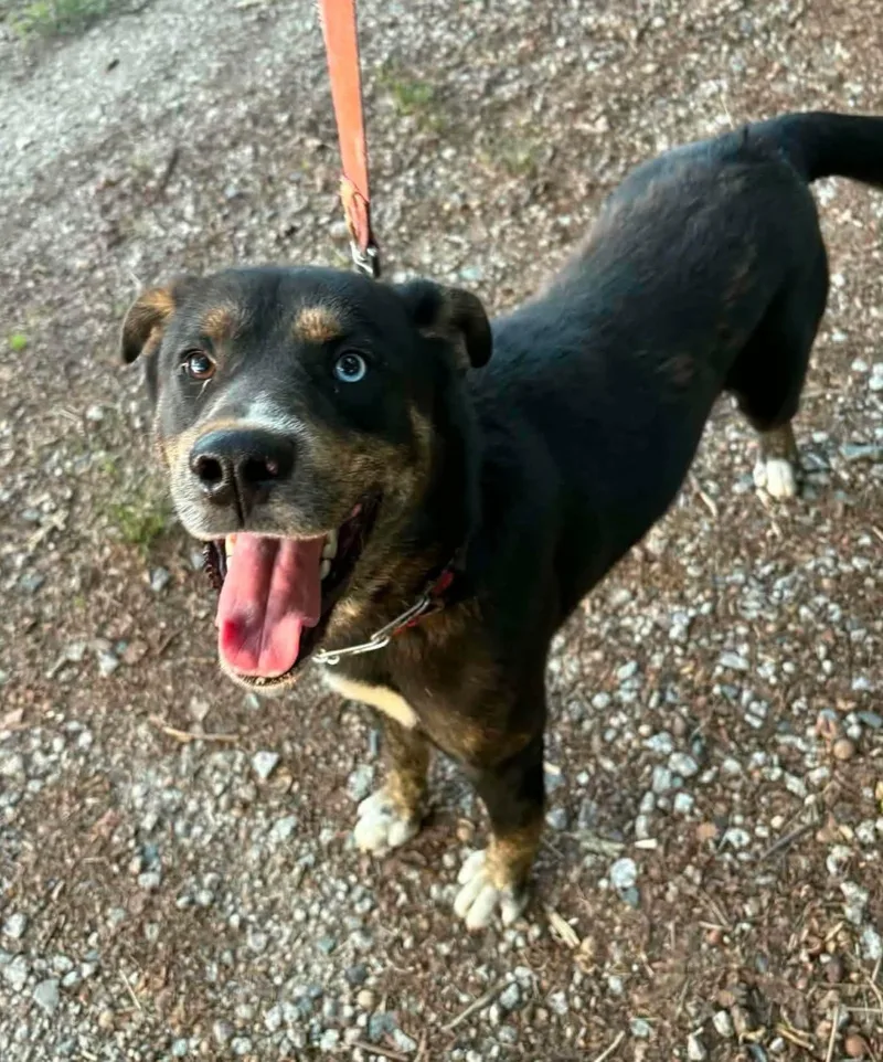 An adult medium-sized male Bicolor Australian Cattle Dog / Blue Heeler dog named Homer for adoption in Lancaster, SC