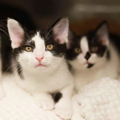Defender thumbnail 2