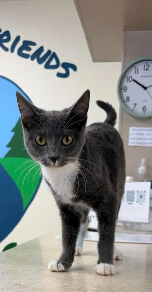 A baby medium-sized female Domestic Short Hair cat named Darby for adoption in Batesville, AR