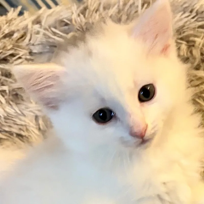 Blake thumbnail 2