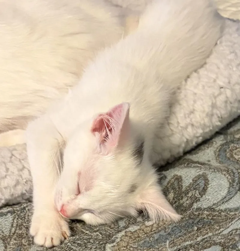 Blake thumbnail 3