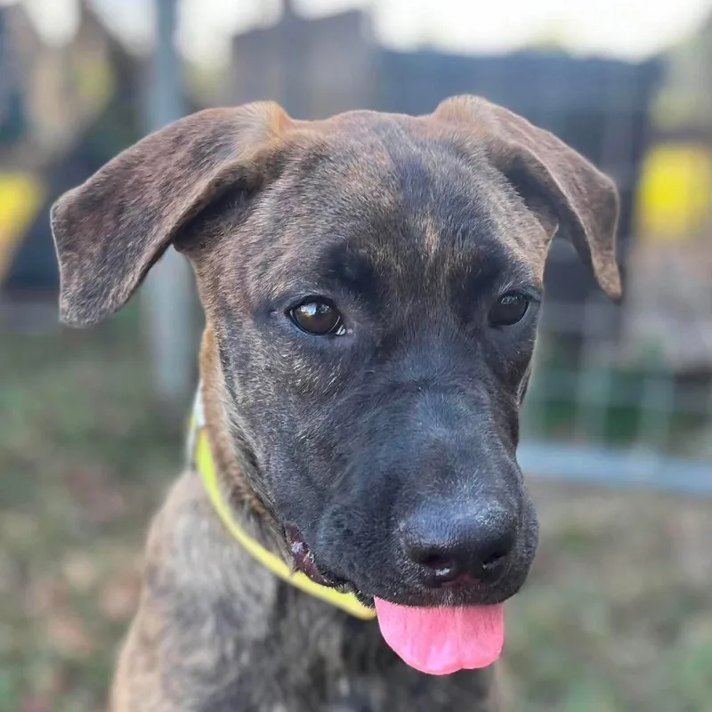 A baby medium-sized female Brindle Shepherd dog named Annie Arriving D for adoption in Princeton, MN