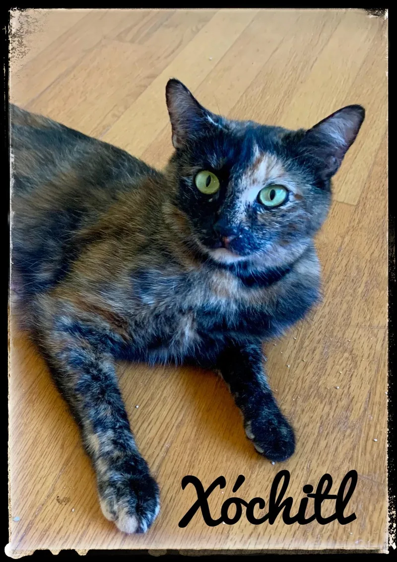 An adult large-sized female Domestic Short Hair cat named Xochitl for adoption in El Cajon, CA