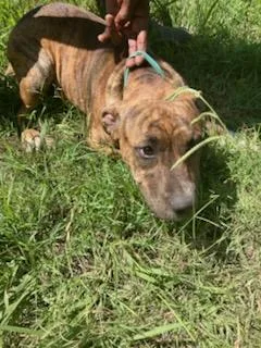 A baby large-sized male Pit Bull Terrier dog named Max for adoption in Dallas, TX