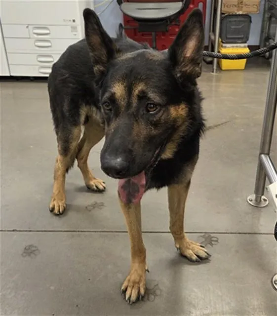 An adult large-sized male German Shepherd Dog dog named Roly for adoption in Phoenix, AZ