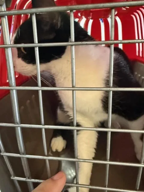 A young medium-sized female Domestic Short Hair cat named Mitsuri for adoption in Fort Walton Beach, FL