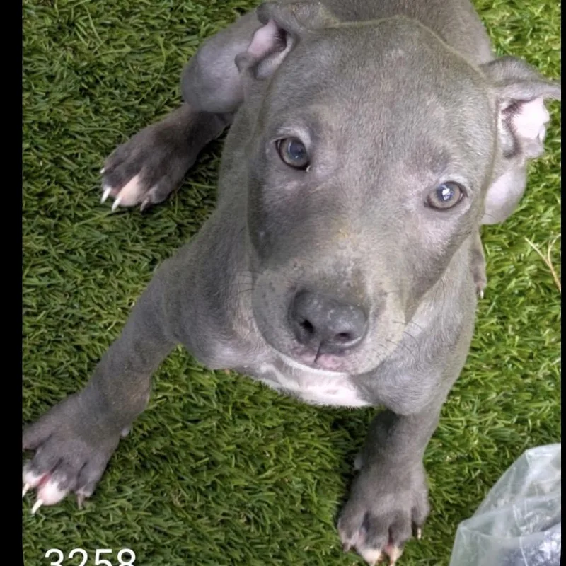 Jet Gray