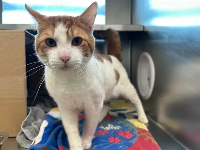 A young medium-sized male Domestic Short Hair cat named Ascot for adoption in Boston, MA