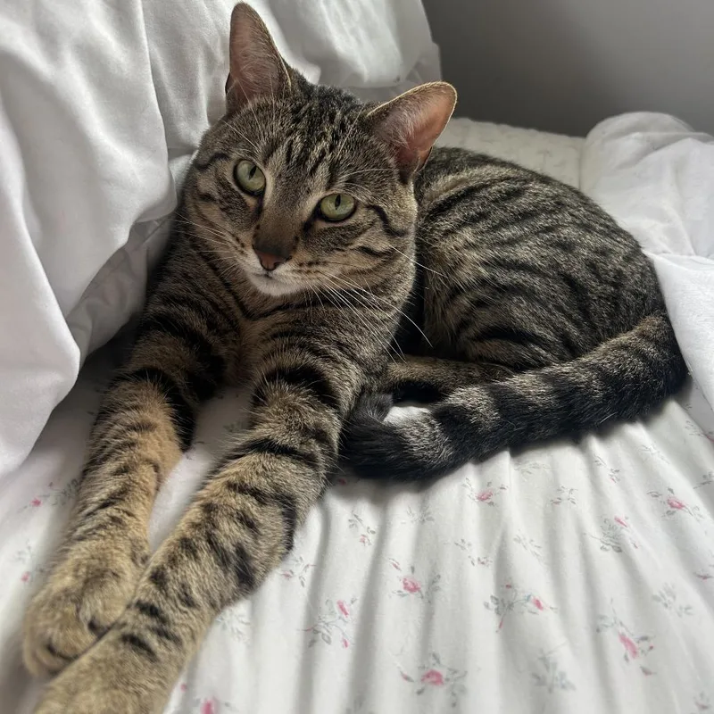 An adult medium-sized male Brown / Chocolate Domestic Short Hair cat named Charlie for adoption in Chicago, IL