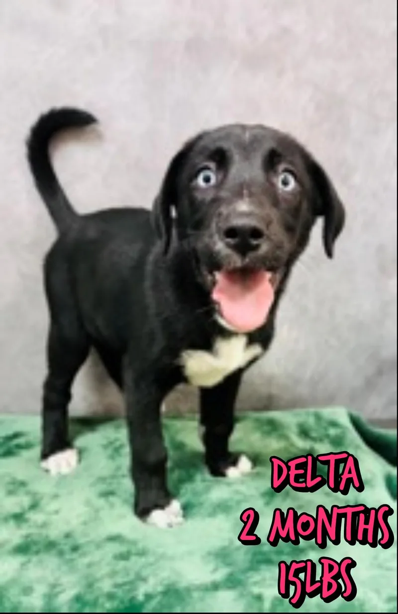 A baby medium-sized female Labrador Retriever dog named Delta for adoption in Holbrook, NY