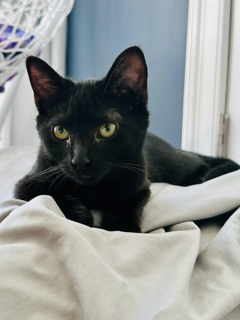 A baby medium-sized female Black Domestic Short Hair cat named Ella Fitzgerald for adoption in Waxhaw, NC