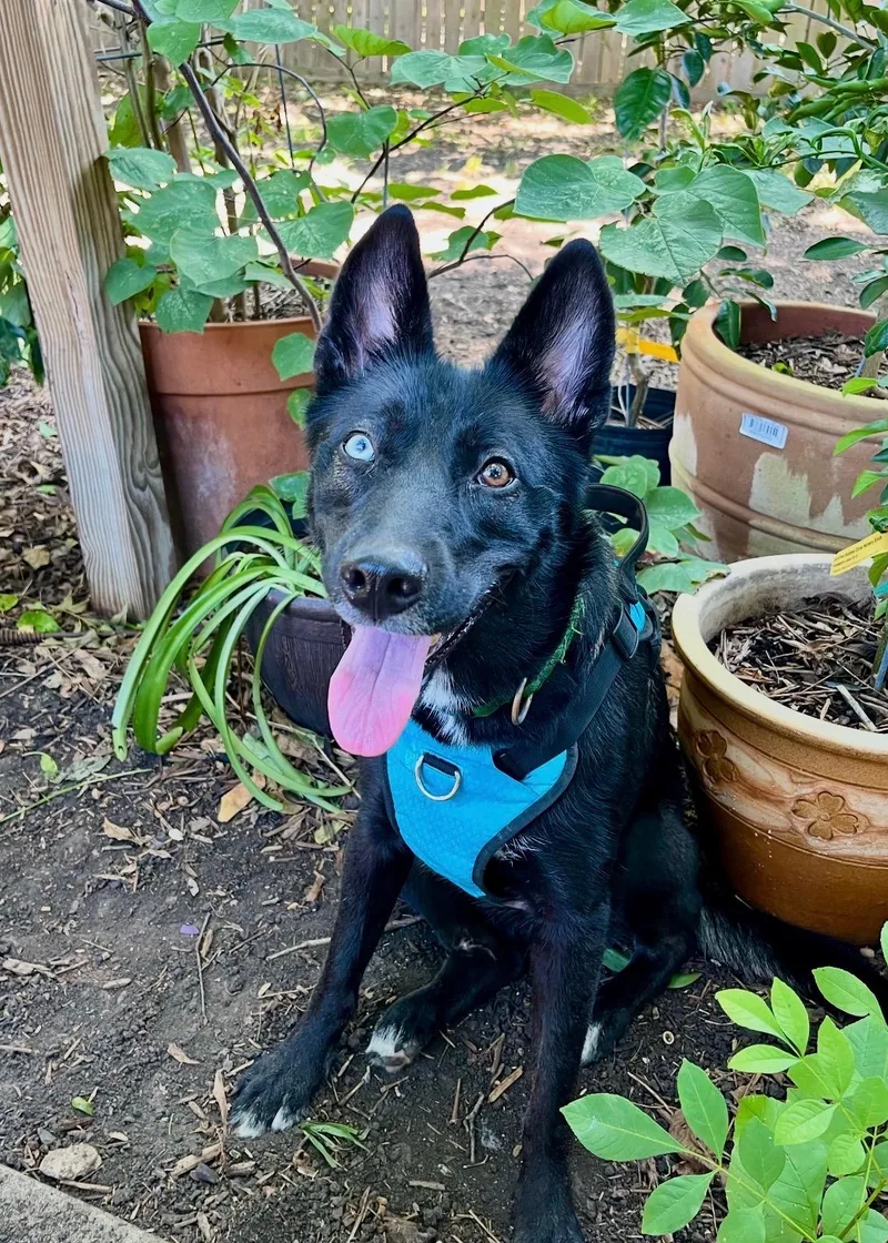 A young medium-sized female Black German Shepherd Dog dog named Daisy Blue for adoption in Houston, TX