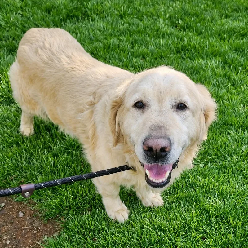 An adult large-sized female Golden Retriever dog named Queenie for adoption in Crown Point, IN