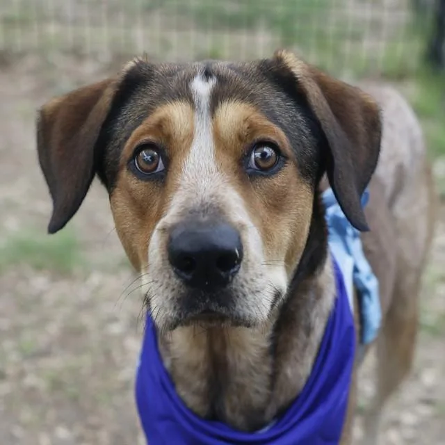 A young large-sized male Retriever dog named Bruno for adoption in San Antonio, TX