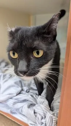 A young small-sized female Domestic Short Hair cat named Deana for adoption in Hamilton, NJ