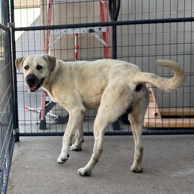 An adult medium-sized male Mixed Breed dog named Cooper for adoption in Lake Jackson, TX