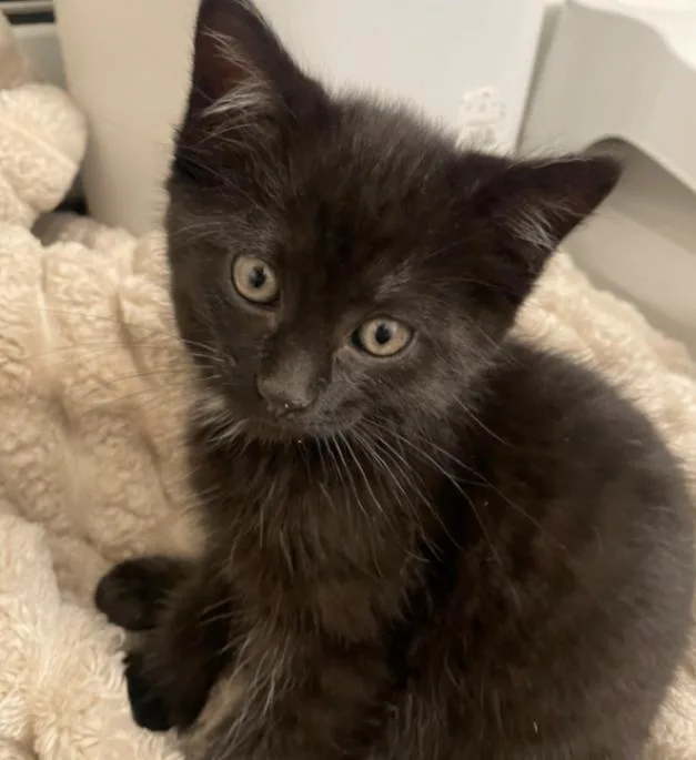 A young medium-sized male Black Domestic Short Hair cat named Richie for adoption in Fort Collins, CO