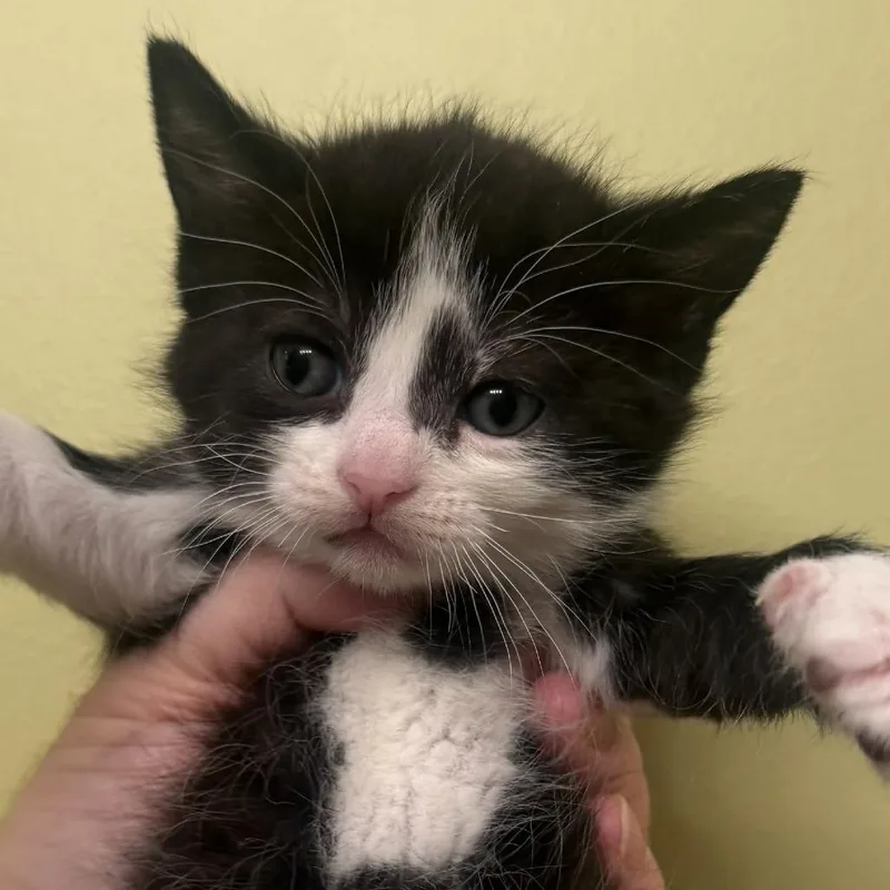 A baby small-sized female Black Domestic Short Hair cat named Cherry for adoption in South Elgin, IL