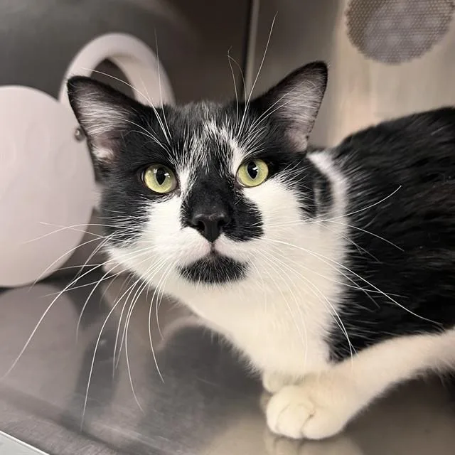 A young large-sized male Domestic Short Hair cat named Dexter for adoption in Albuquerque, NM