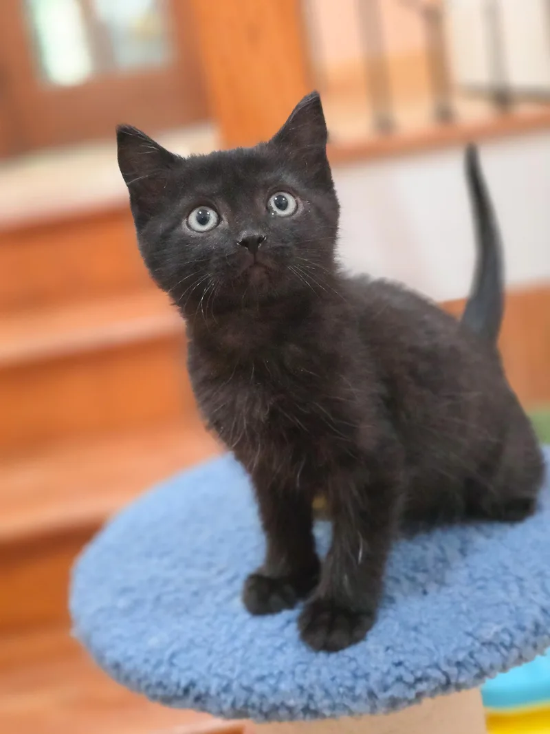 A baby medium-sized male Black Domestic Short Hair cat named Fitzy for adoption in Mullica Hill, NJ