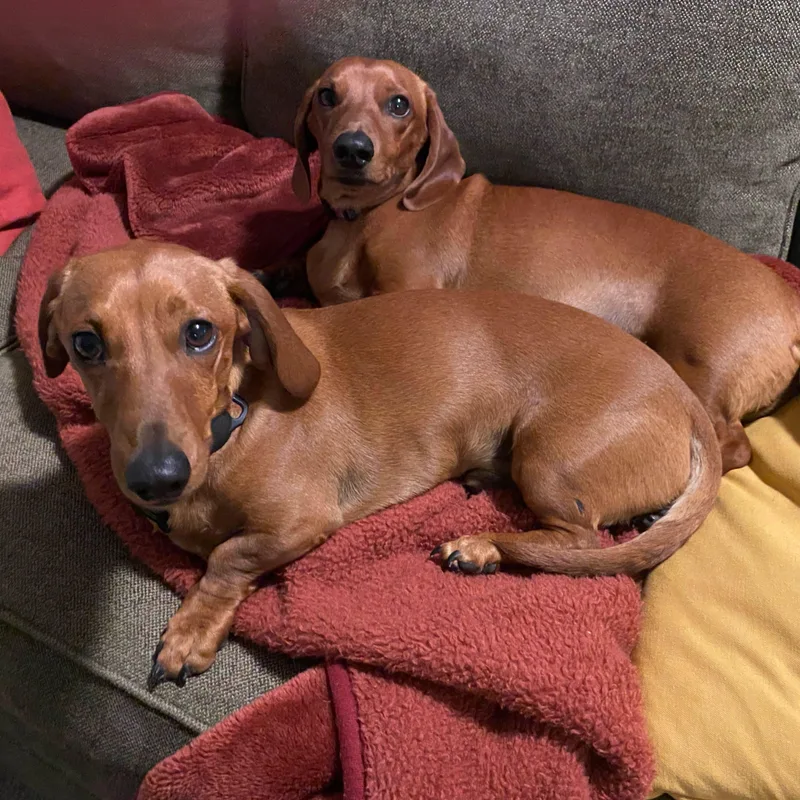 Zippy & Indy thumbnail 2