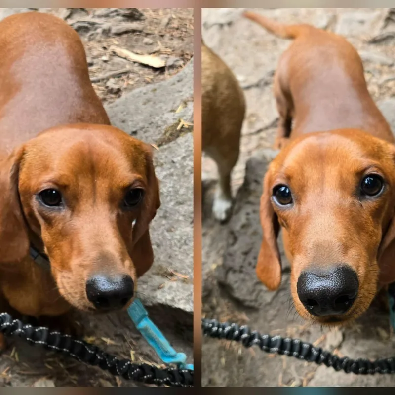Zippy & Indy thumbnail 4
