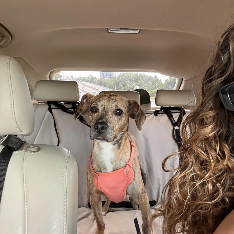 An adult medium-sized female Terrier dog named Cypress for adoption in Cornelius, NC