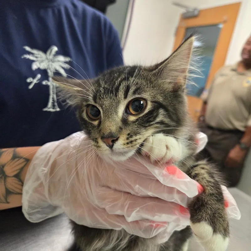 An adult small-sized male Domestic Short Hair cat named Fox for adoption in Charleston, WV