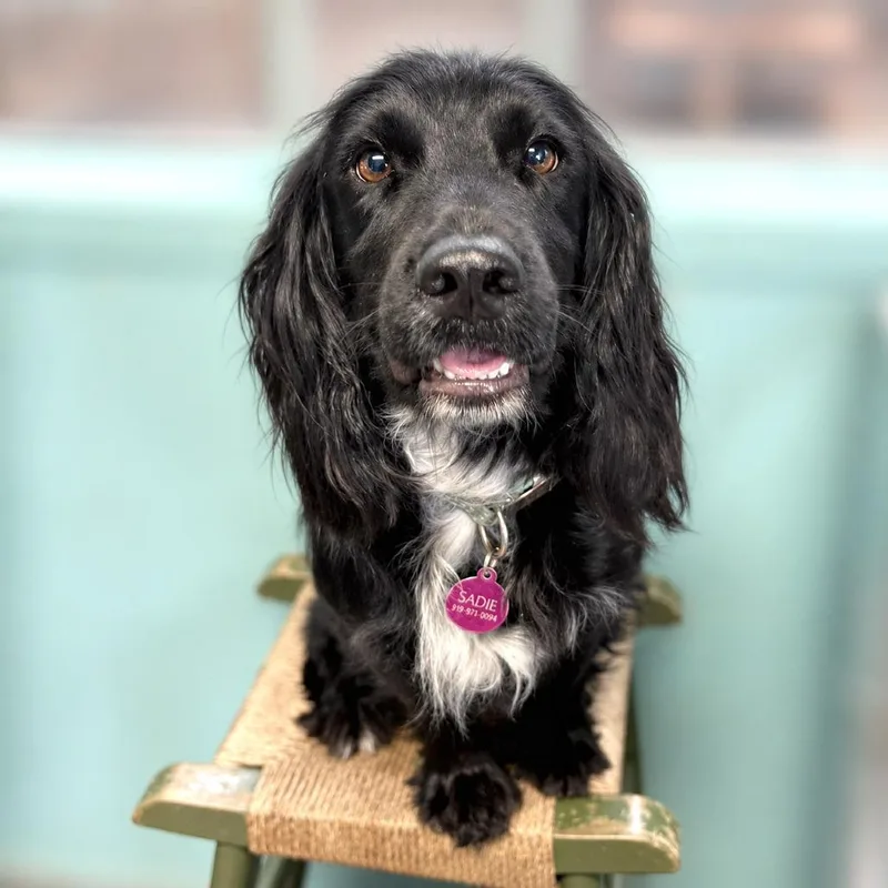 An adult medium-sized female Black Cocker Spaniel dog named Ruby for adoption in Boerne, TX