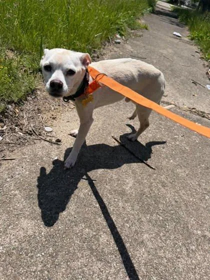 A senior small-sized male Mixed Breed dog named Robin Williams for adoption in Munster, IN